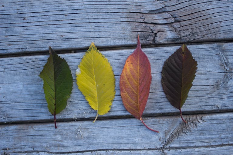 Four varied autumn leaves arranged on weathered wooden planks showcasing seasonal change. Wie Begriffe, Haltung und Strukturen unseren Blick auf Systemwandel prägen.