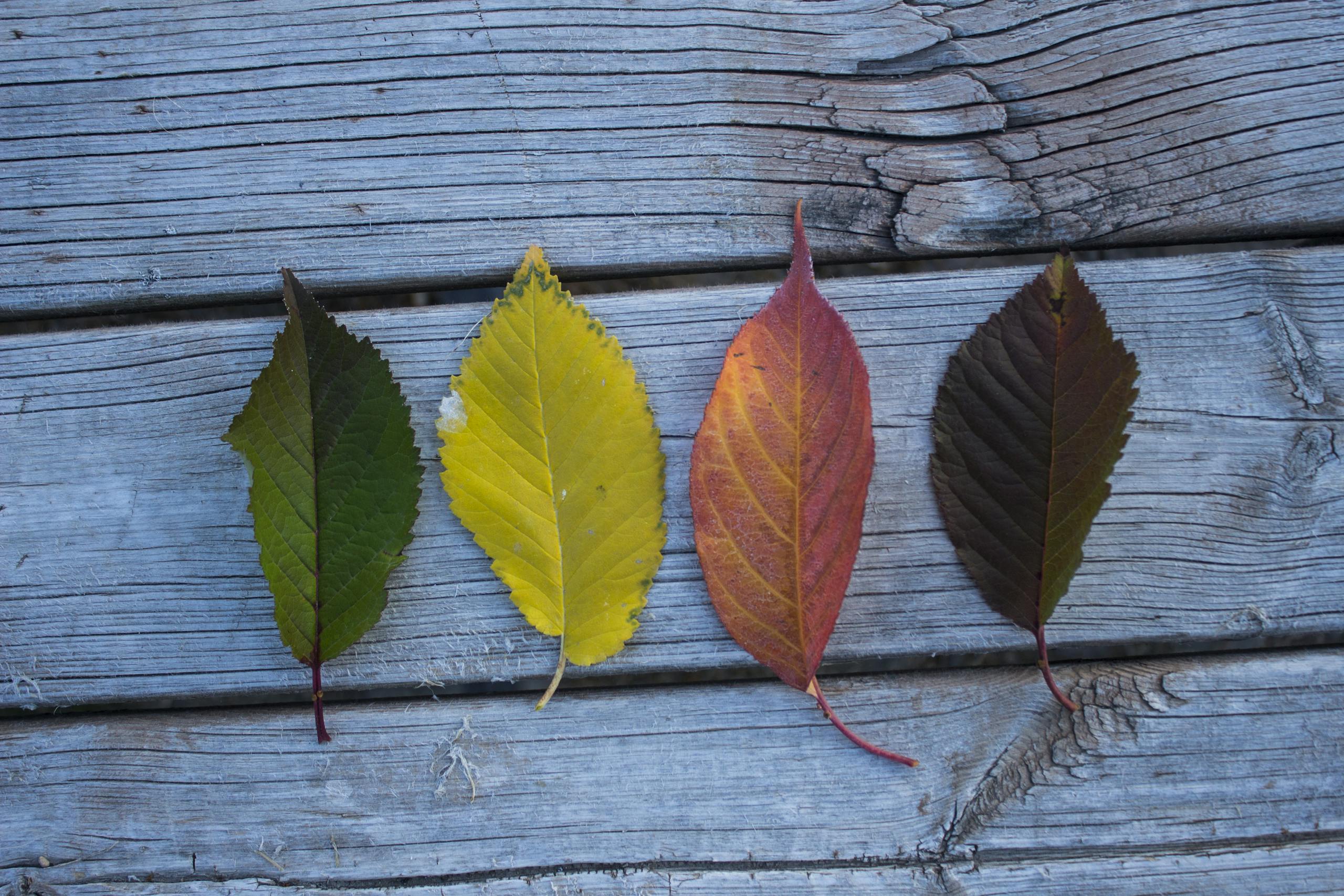 Four varied autumn leaves arranged on weathered wooden planks showcasing seasonal change. Wie Begriffe, Haltung und Strukturen unseren Blick auf Systemwandel prägen.